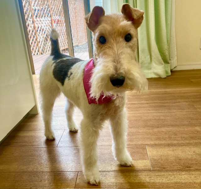 ペット可シェアハウスのリビングでくつろぐワイヤーフォックステリア