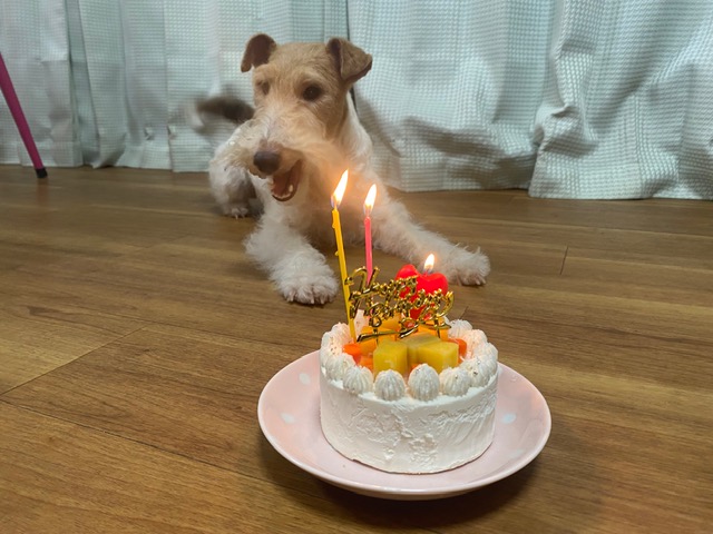 愛犬の誕生日をお祝いする入居者たち ペット可シェアハウスでの温かい交流