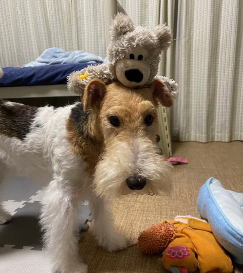 ぬいぐるみと遊ぶワイヤーフォックステリア ペット可シェアハウスでの日常