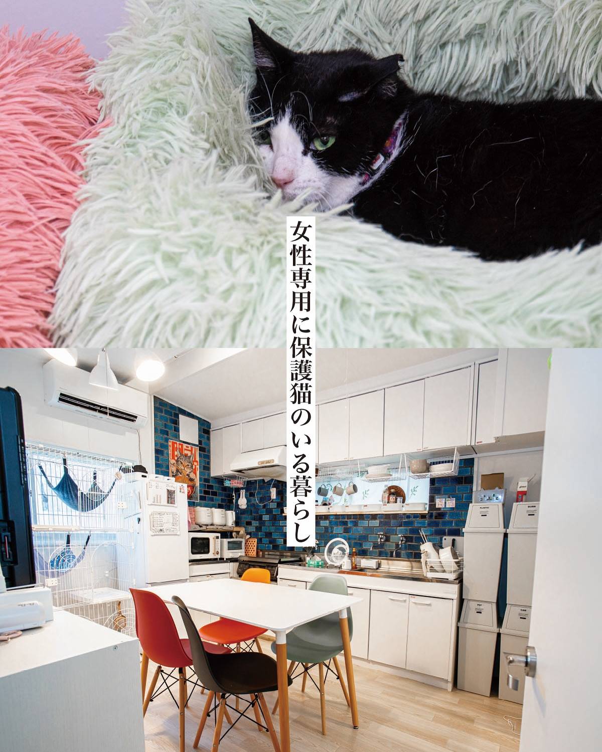 share house neko and画像