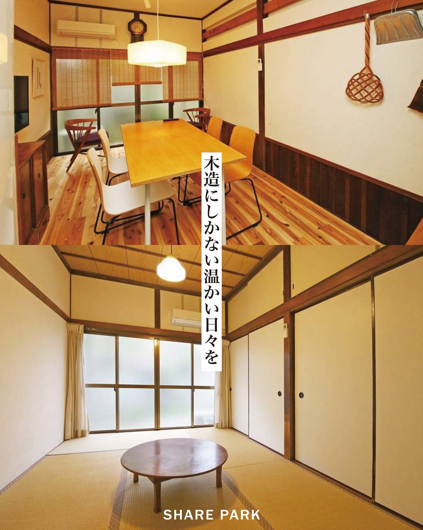 ゼンマイソウ画像